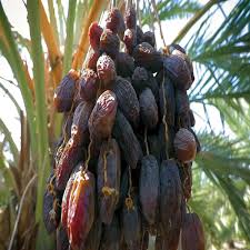 AJWA DATES